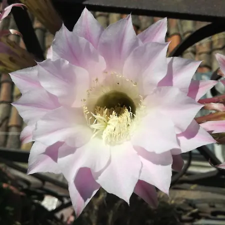 Biscari Hotel Catánia