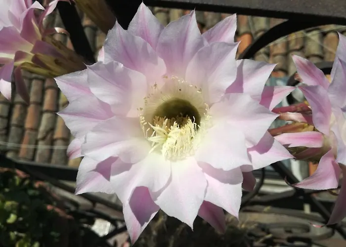 Biscari Hotel Catania